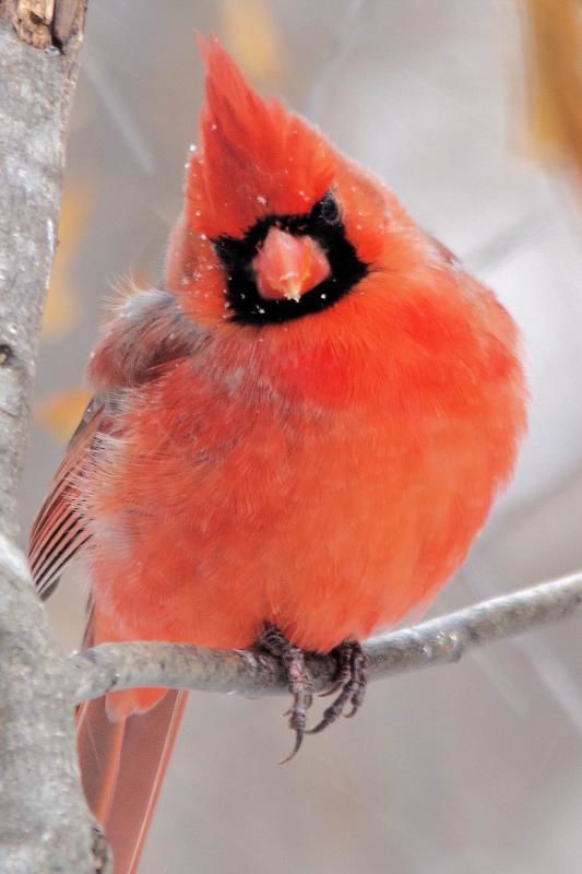 Cindy Hanson: Cardinal in Snow